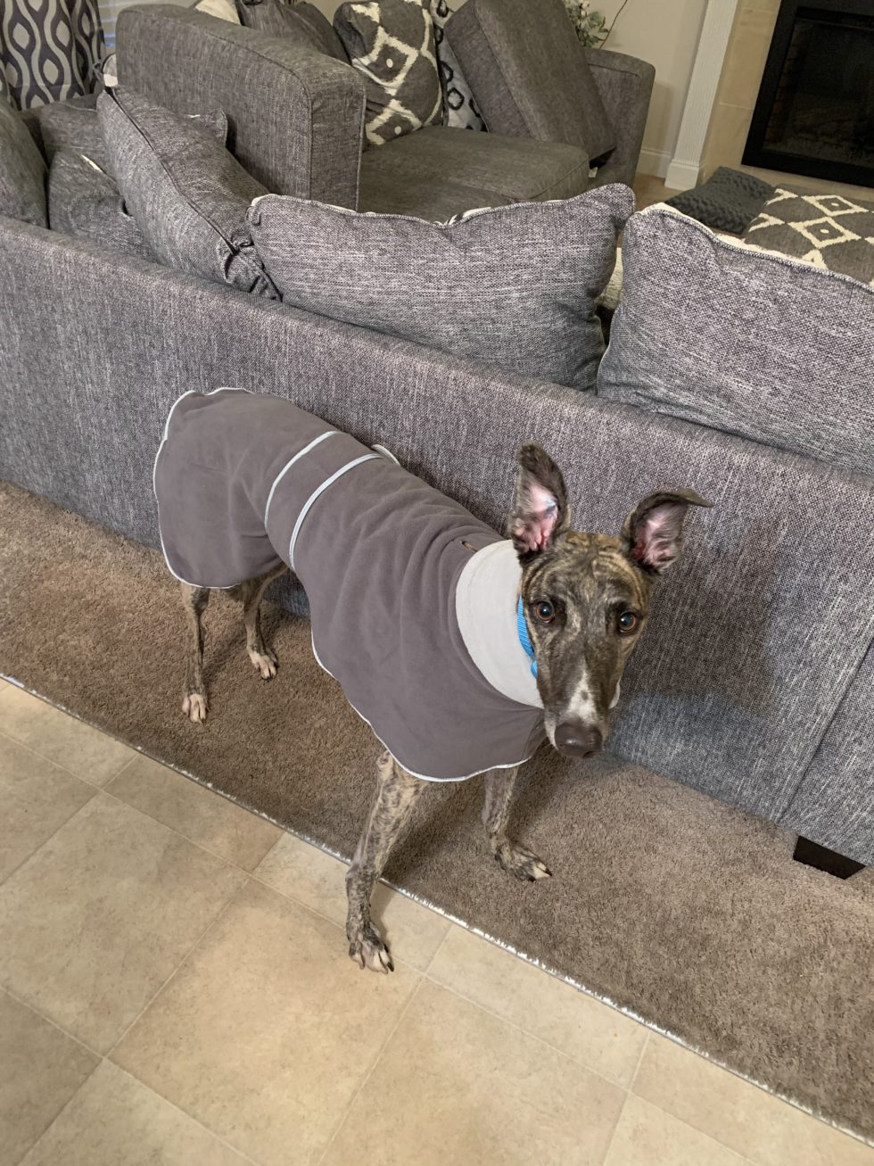 Grovetown, GA Pet Photo Gallery Dogwood Park Animal Clinic