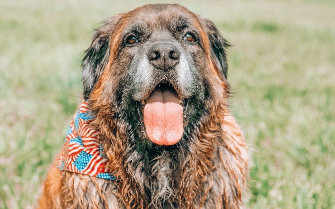 How to Have a Pet-Friendly Fourth of July