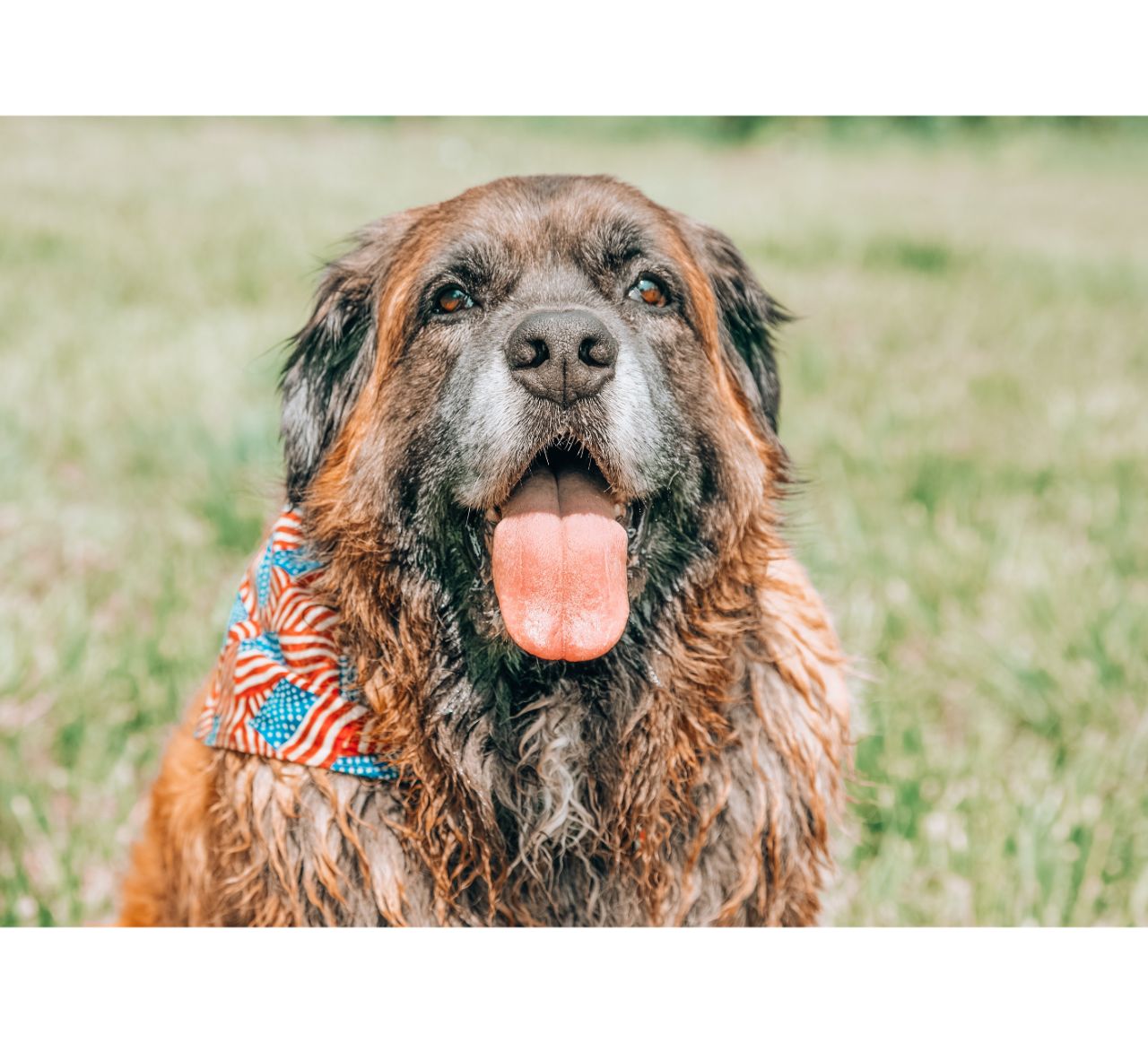 dog friendly fourth of july