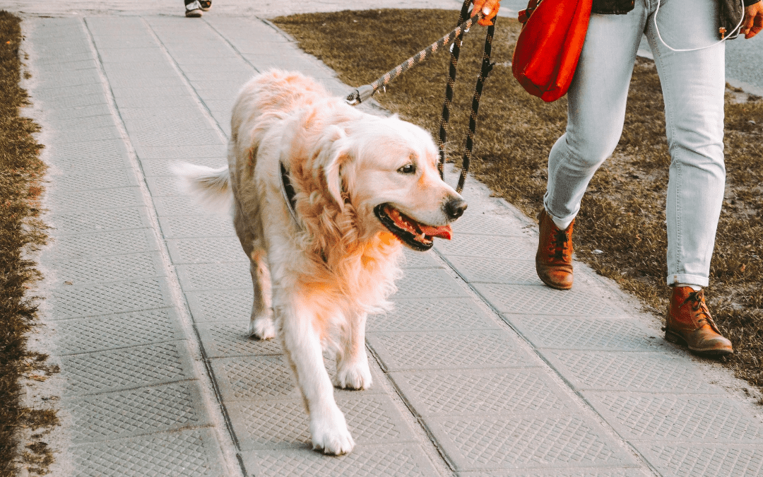 Training Your Dog to Walk Calmly on a Leash