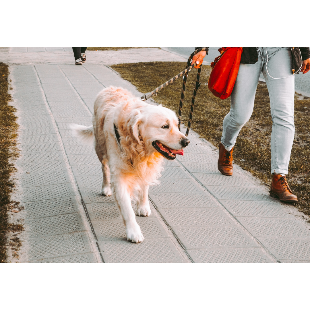 training-your-dog-to-walk-calmly-on-a-leash-dogwood-park-animal-clinic