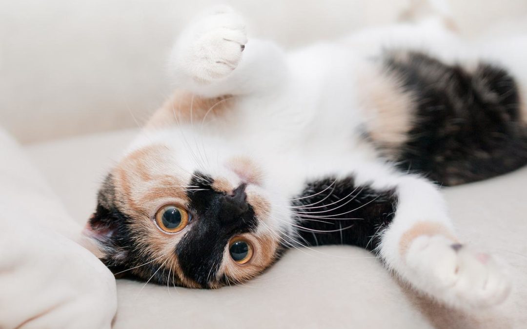 Calico cat laying down with its belly up