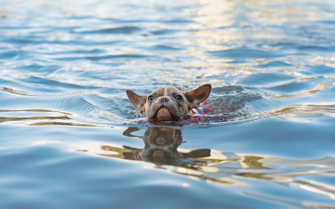 Tips for Ensuring Pet Safety During Swimming