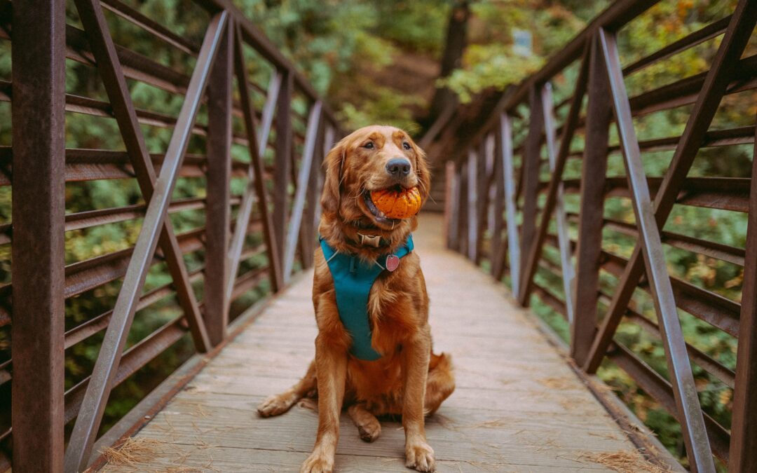 Golden retriever sitting on a bridge with a pumpkin in its mouth